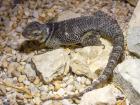 0 3 Blaue-Stachelleguane Sceloporus cyanogenys abzugeben