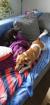 Hund sucht neues Zuhause