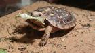 Spaltenschildkröten abzugeben.