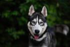 Sven . hübscher Husky 1 5 J