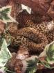 Tigerpython Granit Männchen geb. 2022