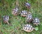 Breitrandschildkröten NZ 2022