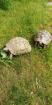 Griechische Landschildkröten Zuchtaufgabe