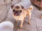 Monkey . kleine Mops Dame