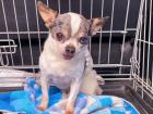 Lindy . süsse kleine Chihuahua Maus