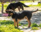 Havko lieber mischling