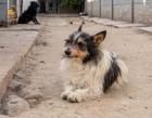 Flynn lieber Kerl im besten Alter