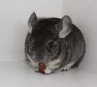 Chinchillas - viele Jungtiere zur Auswahl