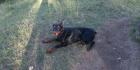 Dobermann