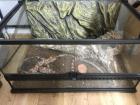 LOLA - 65 cm - TOLLE HÜNDIN IN NOT aus dem Tierschutz