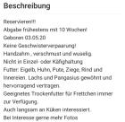 Frettchen Welpen