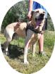 EKI - 60 cm - LABRADOR MIX IN NOT aus dem Tierschutz