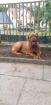 Bordeauxdogge