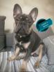 Französische Bulldogge Welpen Blue und lilac rüden hündin