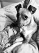 Chihuahua Pinscher Hündin sucht liebevolles aktives Zuhause