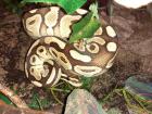 Python regius Königspython 0 1 Lesser yellowbelly und 1 0 Classic