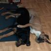 Boxer- Brackenmischlingswelpen 600Euro