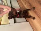 Dobermann Hündin 9. 5 Wochen alt braun -