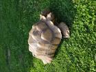 2 Spornschildkröten abzugeben
