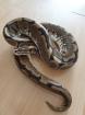 Königspython Spider/Desert Enchi Pinstripe
