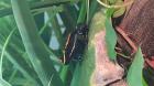 Phyllobates vittatus Gestreifter Baumsteiger