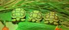 Sulcata Spornschildkröte Nachzucht 2022