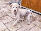 Filli sucht ein zuhause