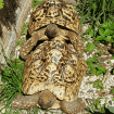Geochelone Pardalis Babcocki Pantherschildkröte 1. 1