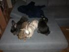 Vier kleine Kaninchen suchen neues Zuhause