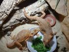 Zwei weibliche Bartagamen schön orange-rot mit Terrarium