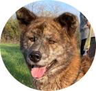 VACAK - 58 cm - AKITA MIX IN NOT aus dem Tierschutz