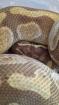 Königpython Enchi Lesser Blaze 1. 0 zu Verkaufen