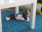 2 Kaninchen weiblich geboren ca. 12/2018