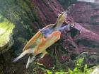 Rotbauch SpitzkopfSchildkröte Emydura subglobosa Männchen