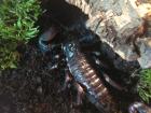 1. 0 Pandinus imperator afrikanischer Kaiserskorpion adult mit Terrarium DNZ 201