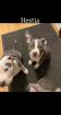 3 wunderschöne American Bully Welpen suchen ihr zuhause
