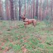 Pit bull / Amstaff - Deckrüde