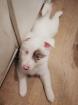 Moon sucht ein zuhause