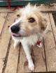 Monroe sucht ein zuhause