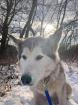 Siberia sucht ein zuhause