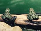 Chinesische Rotbauchunken Bombina Orientalis