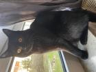 Bkh Deckkater