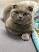 BKH DECKKATER