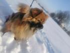 Erfahrenee Chichuha-pekinese Deckrüde