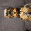 Reinrassige Yorkshire Terrier Welpen