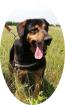 BERNI - 50 cm - HUNDEOPA IN NOT aus dem Tierschutz