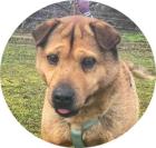 Macika - 45 cm - TRAUMHUND SUCHT ZUHAUSE aus dem Tierschutz