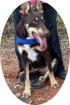 ROY - 53 cm - JUNGER Schäferhund - Husky Mix SUCHT aus dem Tierschutz