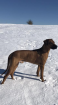 Rhodesian Ridgeback Rüde Deckanzeige