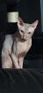 Erfahrene Don Sphynx Deckkater mit Stammbaum.